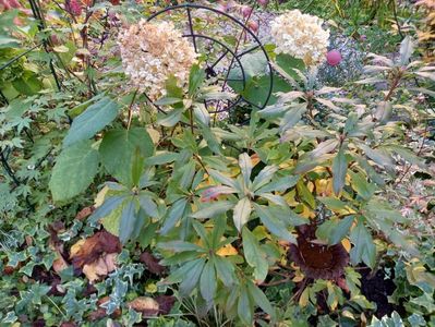 Hortensia arb. Incrediball