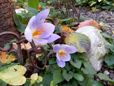 Crocus Sativus
