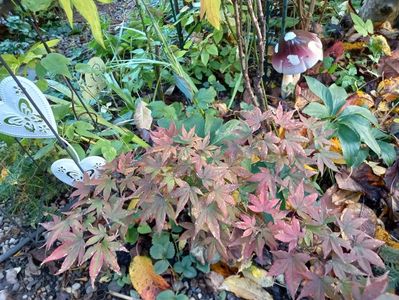Acer palmatum Atropurpureum