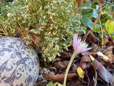 Colchicum "Waterlily"