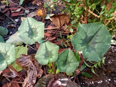 Cyclamen hederifolium