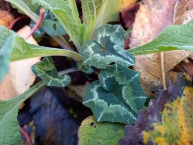 Cyclamen coum