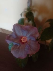 Cato Purple