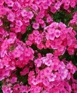 Phlox roz inchis