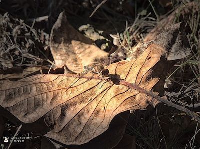 w-LIBELULA-DRAGONFLY