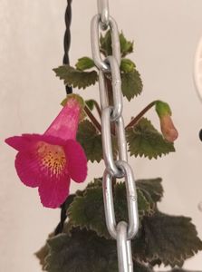 Uite cine-a inflorit azi ❤️❤️❤️; MM_s Janli, imi place muuuuult! Mulțu!❤️❤️❤️
