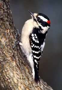 16313789_OYQFNZBRD