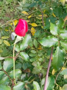 IMG20221030112139