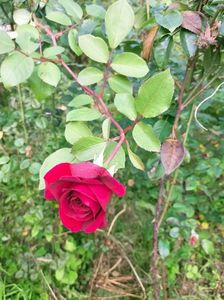 IMG20221030111933