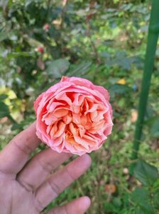 IMG20221030111742