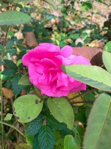 IMG20221030111632