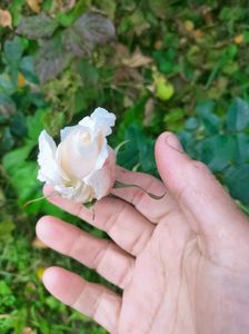 IMG20221030111155