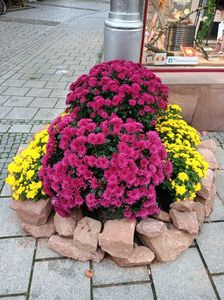 Img.2022.10.30