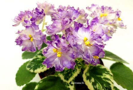 Р-Лиловый Снег