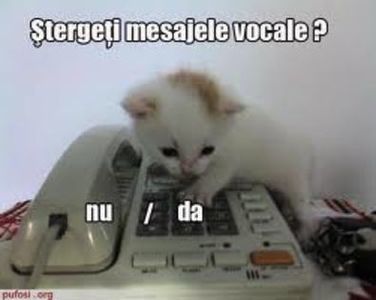 18647183_JNGFGRKVE