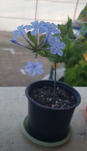 Plumbago bleu