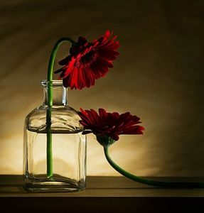 46492252_1186975128126357_5456993727547441152_n-1