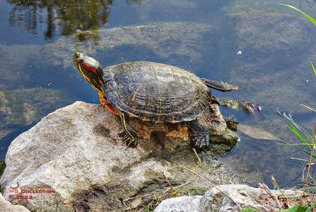 w-Broasca testoasa - Turtle