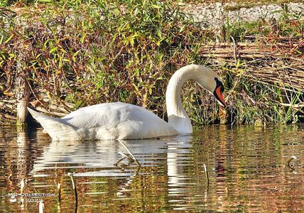 w-Lebada singuratica - Lonely swan