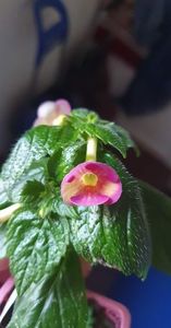 received_1197702707773784