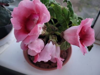 Aceeasi 