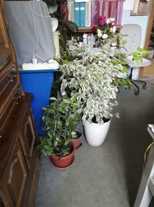 Ficus benjamina 3