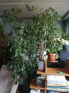 Ficus benjamina 4