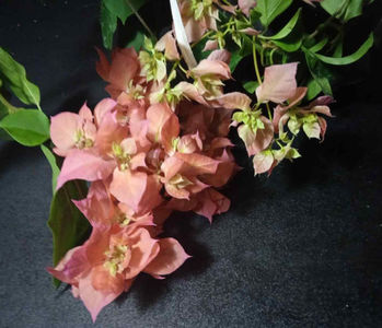 bougainvillea detaliu floare