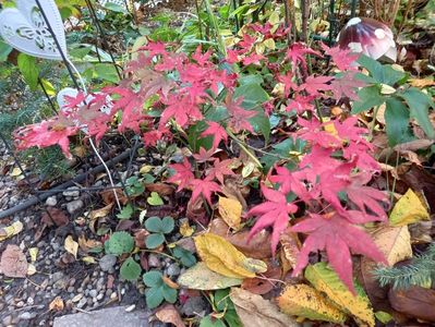 Atropurpureum