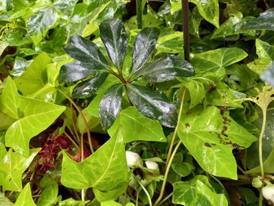 Helleborus Niger