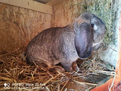 1.0 agouti; ..decedat
