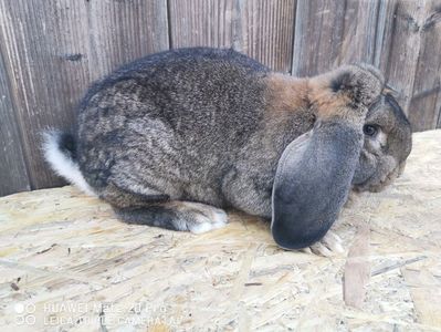 0.1 agouti; Sacrificata
