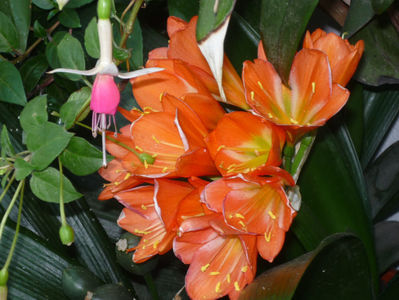 Clivia