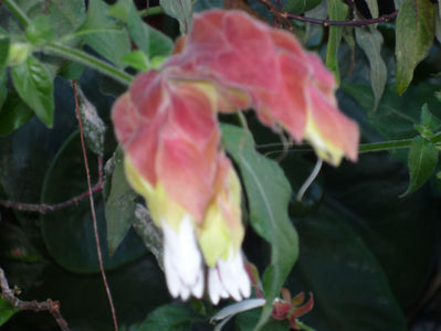 P1020439; Beloperone - Floarea Crevete
