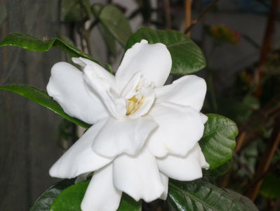 Gardenia