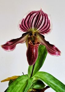 Paphiopedilum H. Ballantine (purpuratum x fairreanum)