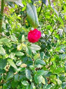 IMG20221105103600