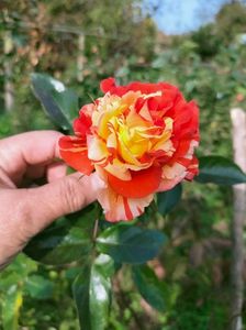 IMG20221105103442