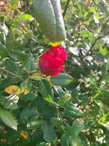 IMG20221103092627