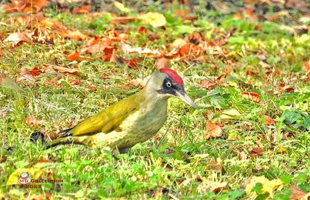 w-Ciocanitoare in iarba - Woodpecker in the grass