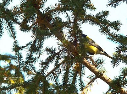 w-STICLETE -  Gold Finch