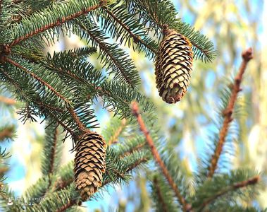 w-Conuri de brad - Fir Tree Cones