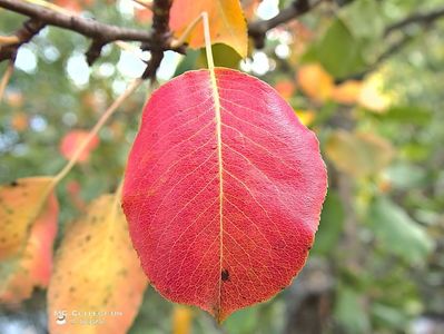 w-Culori de toamna - Autumn colors