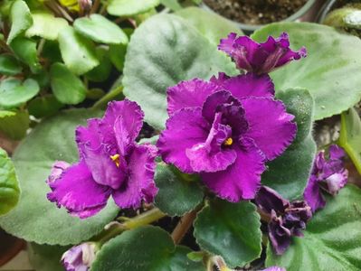 Ek Wild Orchid