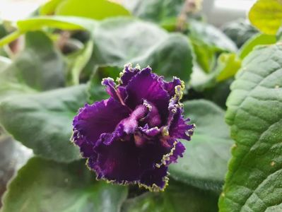 Purple Passion