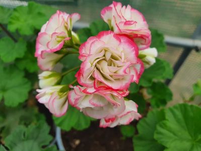 Apple Blossom Rosebud