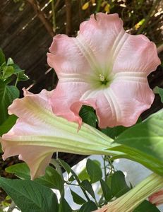 Brugmansia