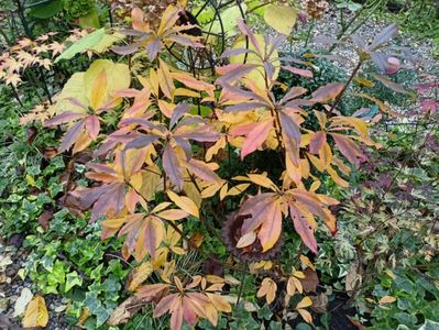 Azalea viscosa Juniduft