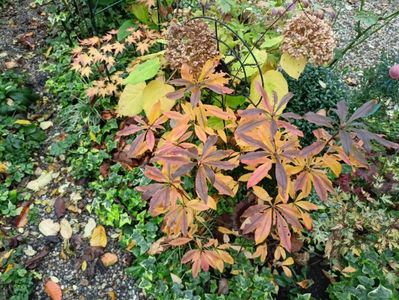 Azalea viscosa Juniduft