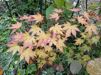 Acer "Orange Dream"